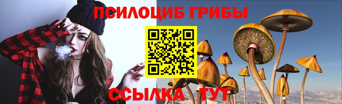 Псилоцибиновые грибы Psilocybe Воронеж
